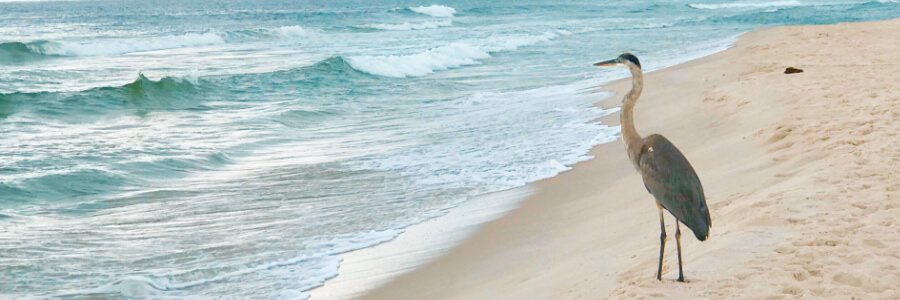 Blue Heron standing on the beach